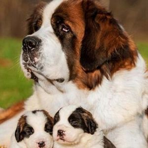 Meet your Posher, Walter